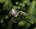 Thomisus_onustus_D3279_Z_78_Valle Gran Rey_Spanje